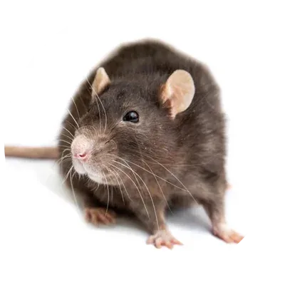 rodent, mouse, rat image