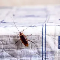 cockroach-on-bed