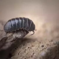 pill-bug