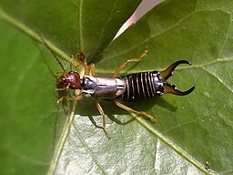 Earwig on a leaf