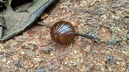 Woodlouse or Sow Bug in a ball