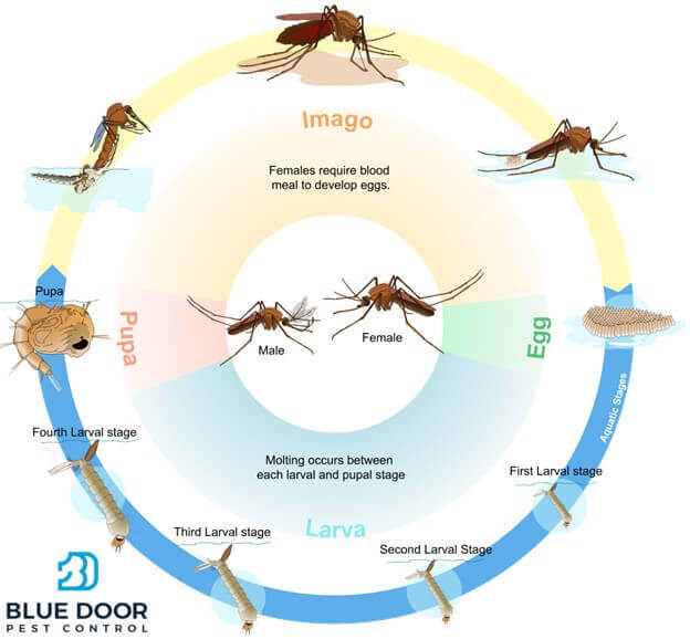 Mosquito Lifecycle in Jupiter, FL by Blue Door Pest Control