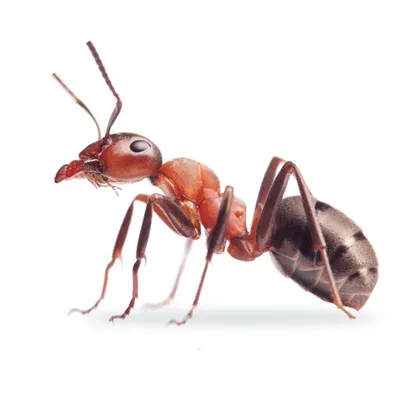 Ant image