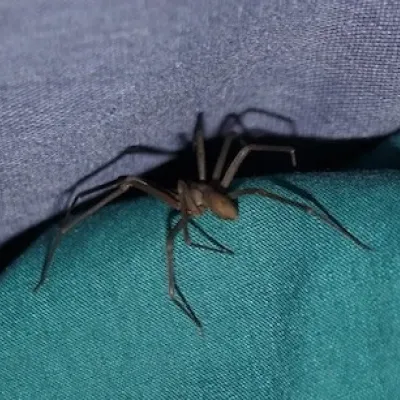 brown recluse