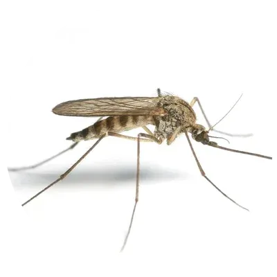 Mosquito