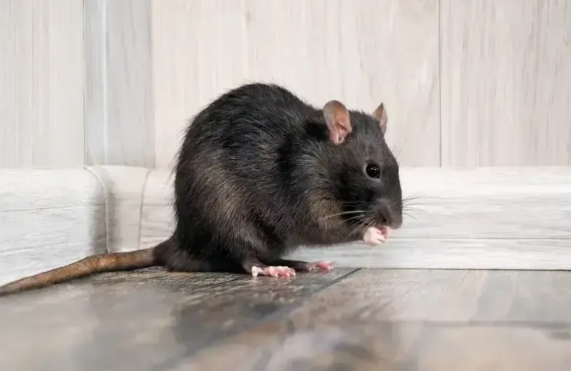 Mouse in a house in Jupiter, FL