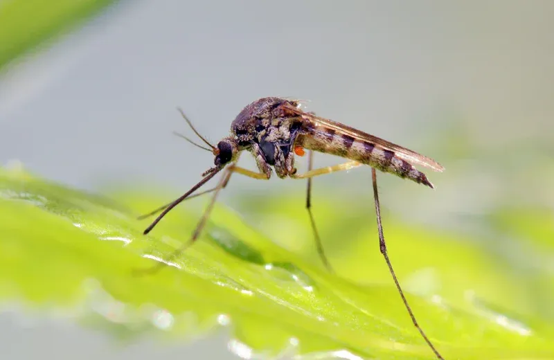 Mosquito on a leaf