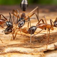 carpenter ants crawling on a piece of wood