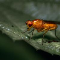Fruit fly