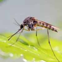 Mosquito on a leaf