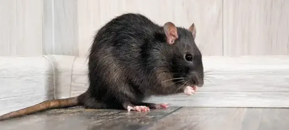 Mouse in a house in Jupiter, FL