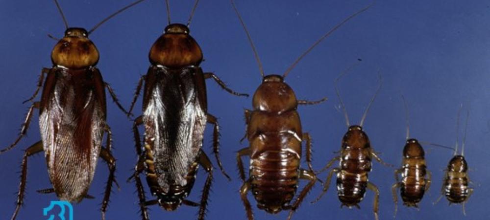 American Cockroach Control in Port St. Lucie Fl by Blue Door Pest Conrol