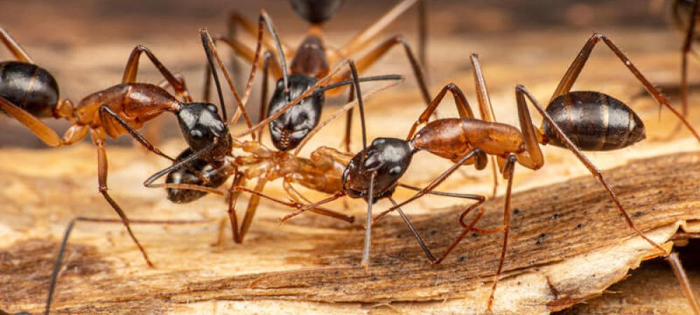 carpenter ants crawling on a piece of wood