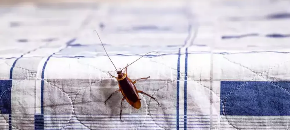 cockroach-on-bed