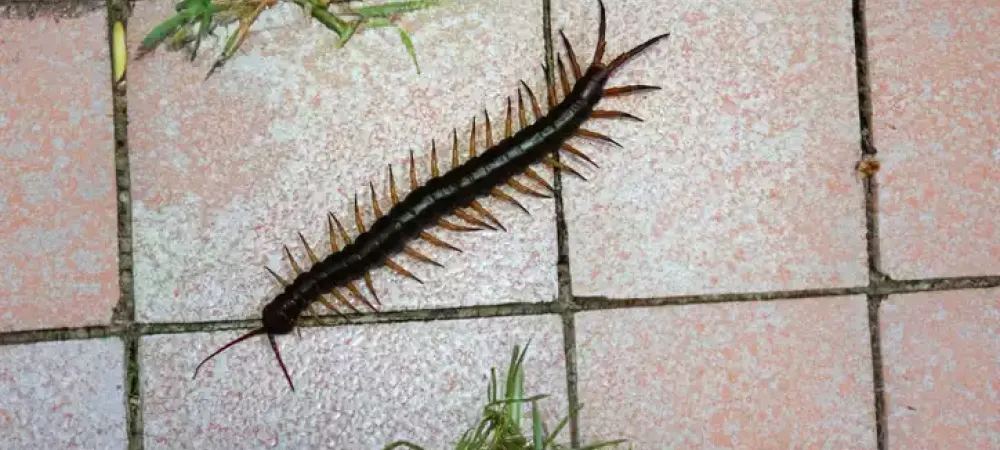 millipedes