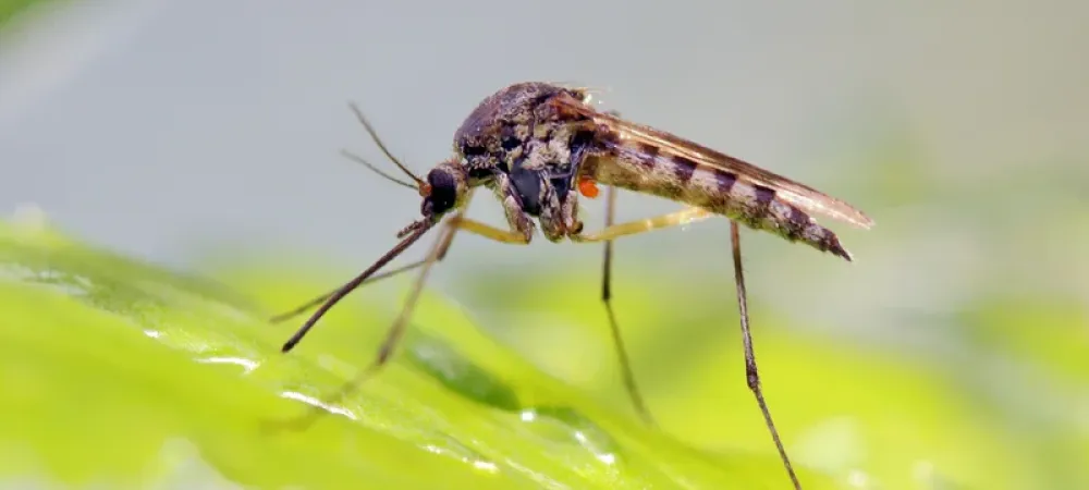 Mosquito on a leaf