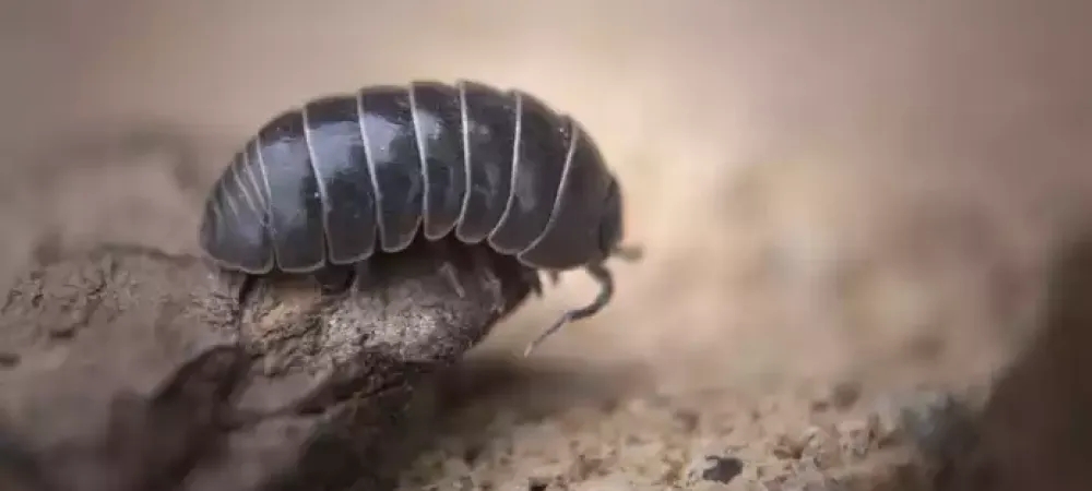 pill-bug