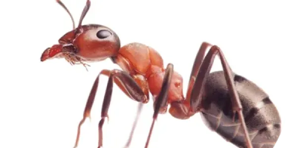 Ant image