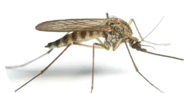 Mosquito